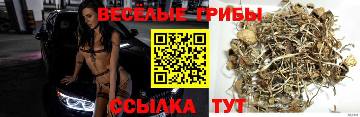 Псилоцибиновые грибы Cubensis  Галлюциногенные грибы ЛСД  Архангельск 